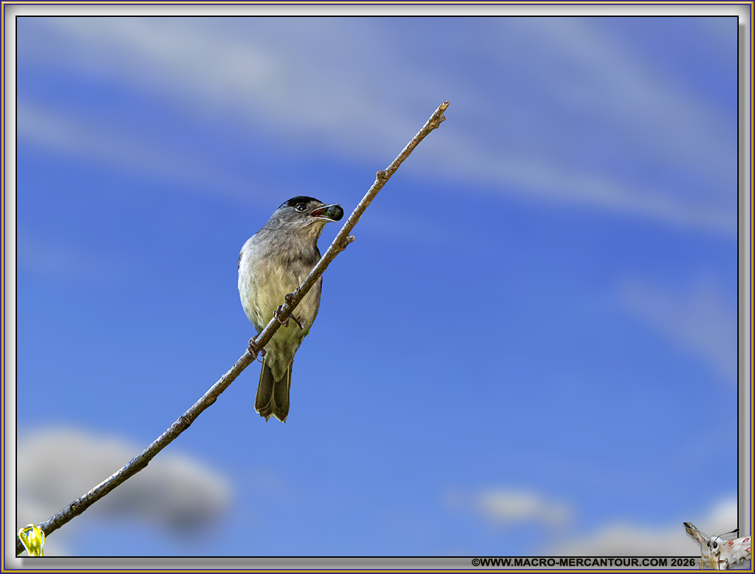 FAUVETTE &agrave; t&ecirc;te noire